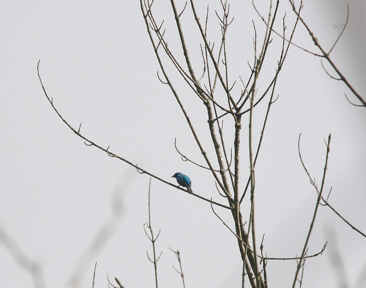 Indigo Bunting - ML638811484
