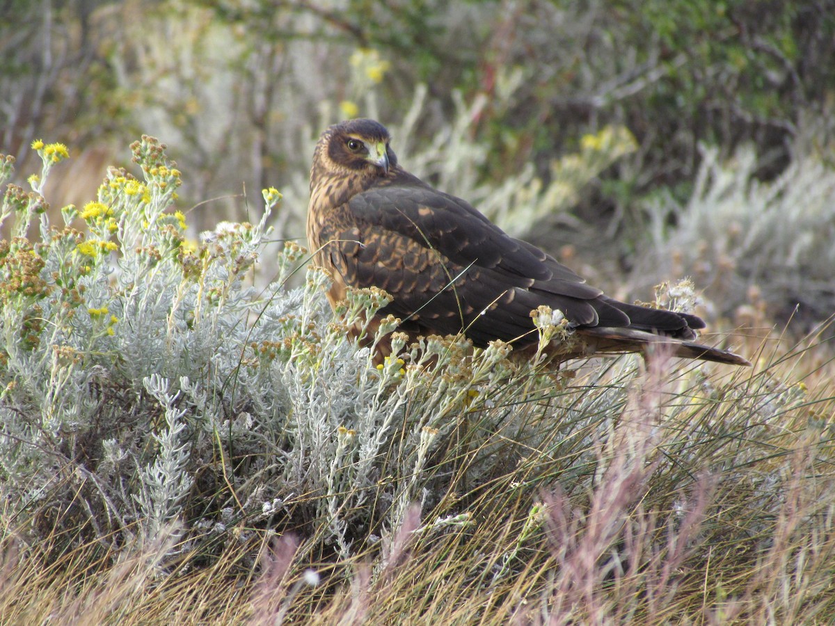 Cinereous Harrier - ML638811496
