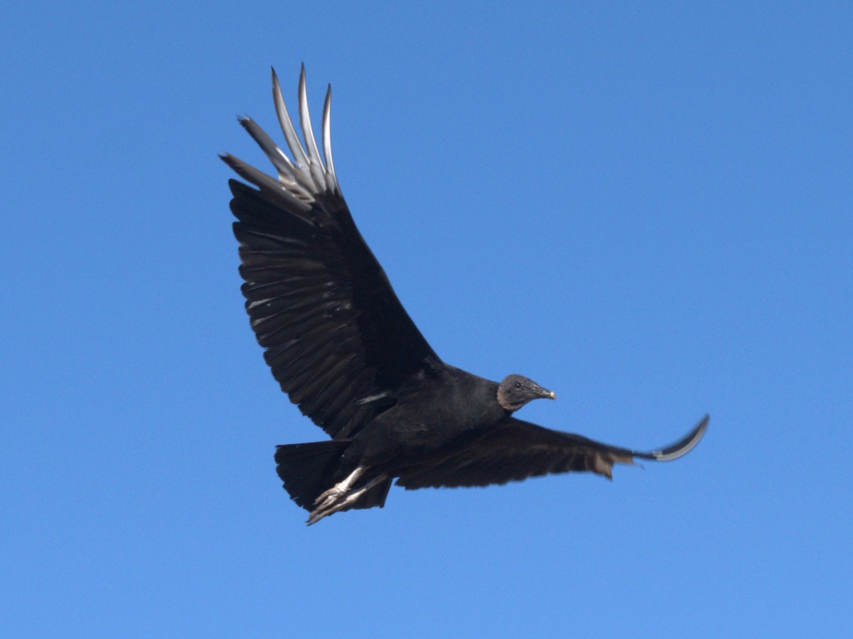 Black Vulture - ML638811501