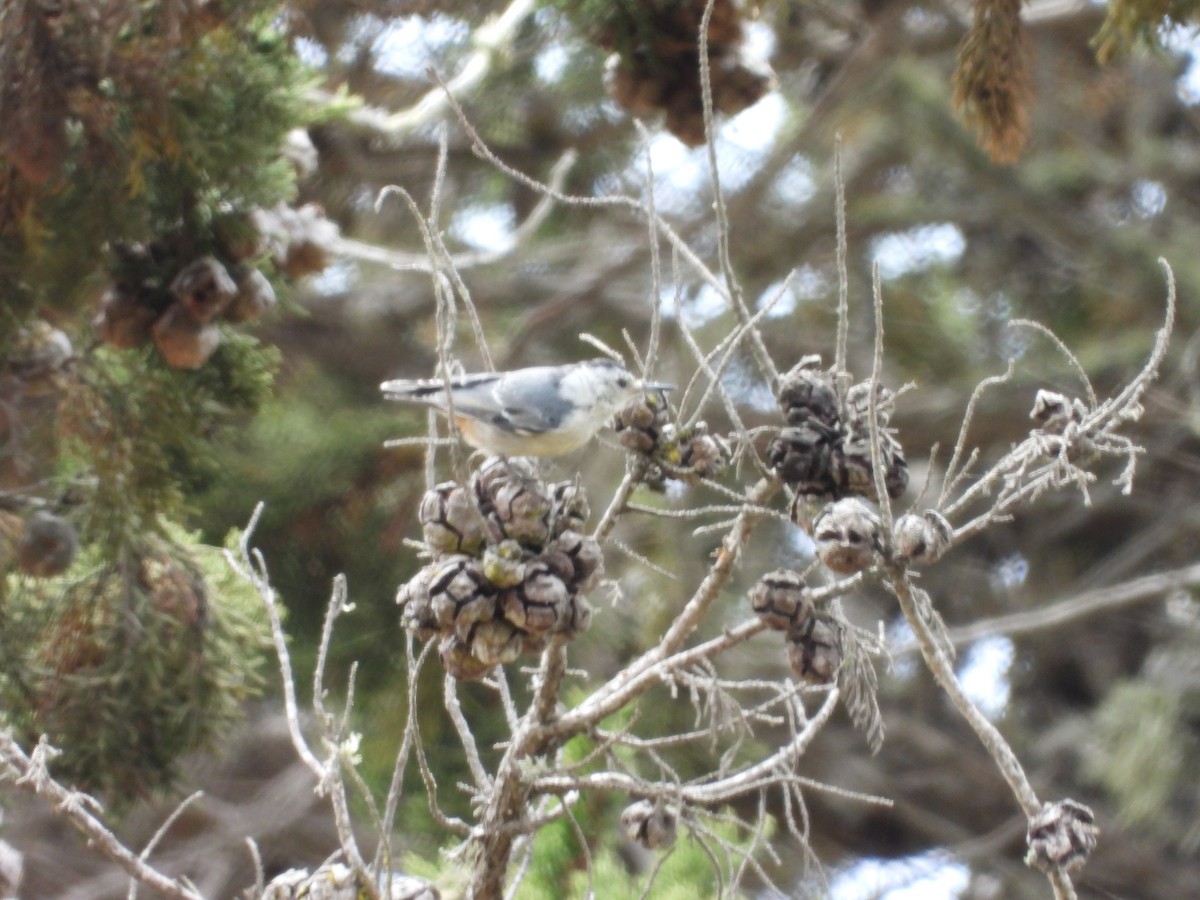 White-breasted Nuthatch - ML638811530