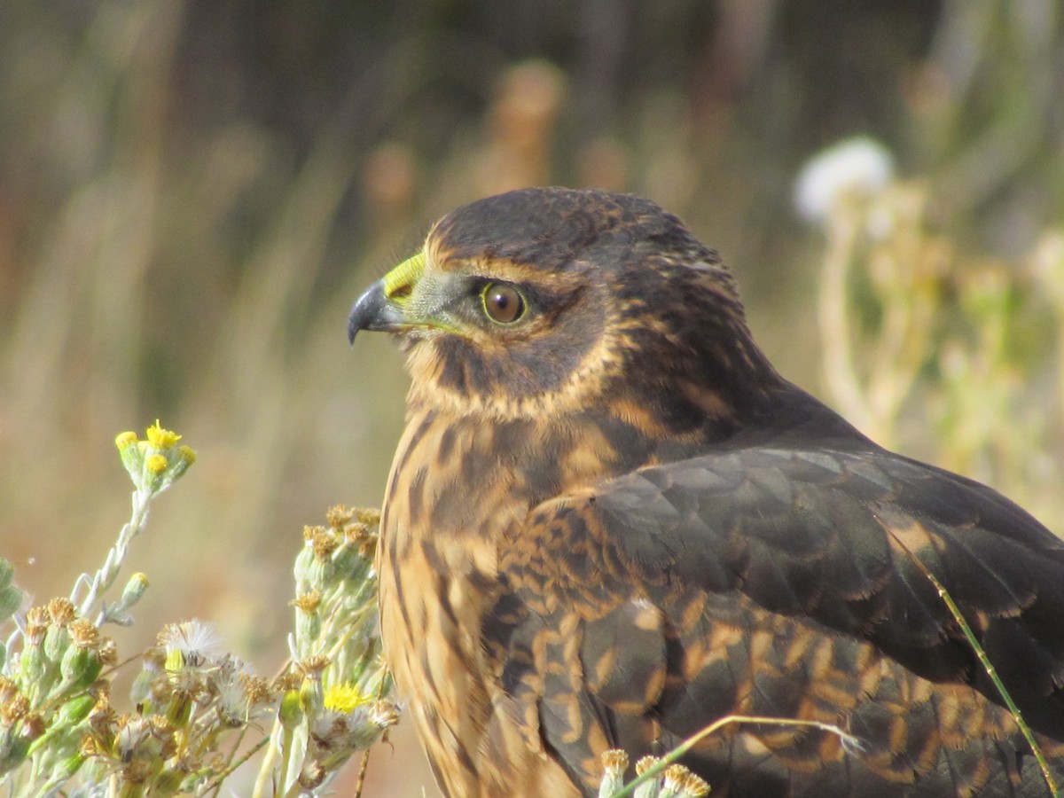 Cinereous Harrier - ML638811561