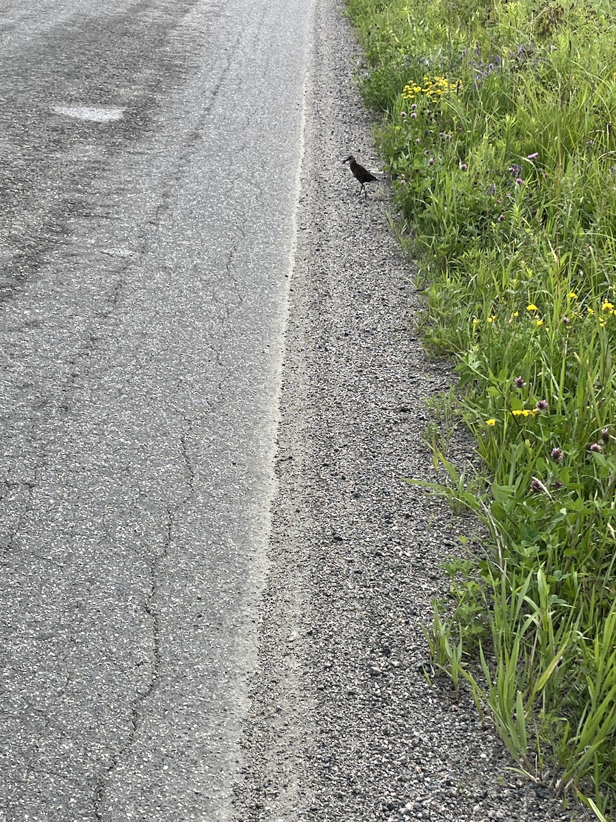 Virginia Rail - ML638811563