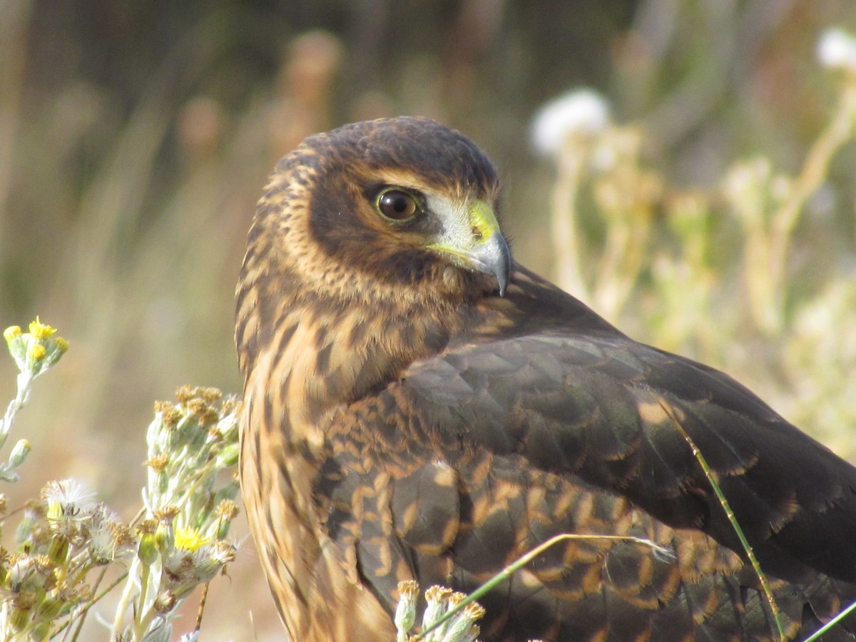 Cinereous Harrier - ML638811589