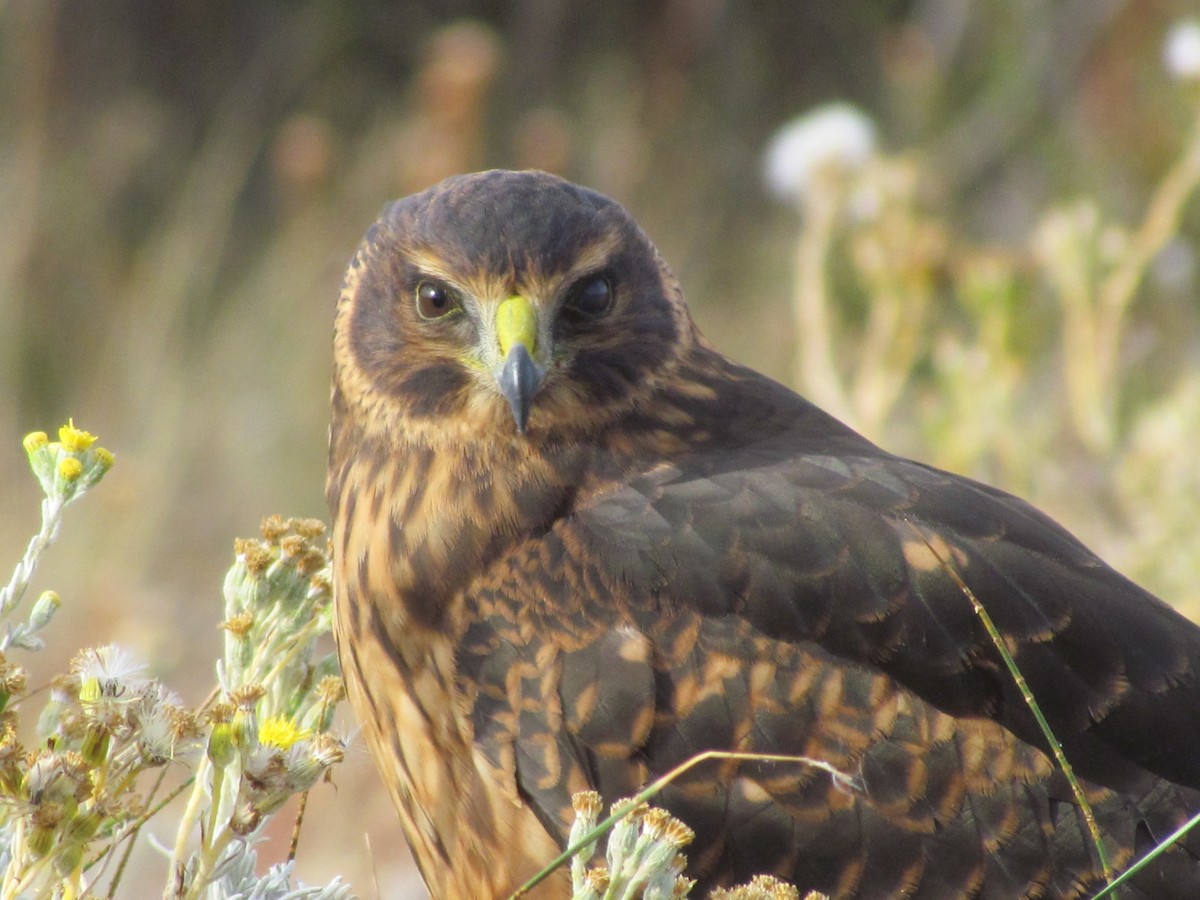 Cinereous Harrier - ML638811650