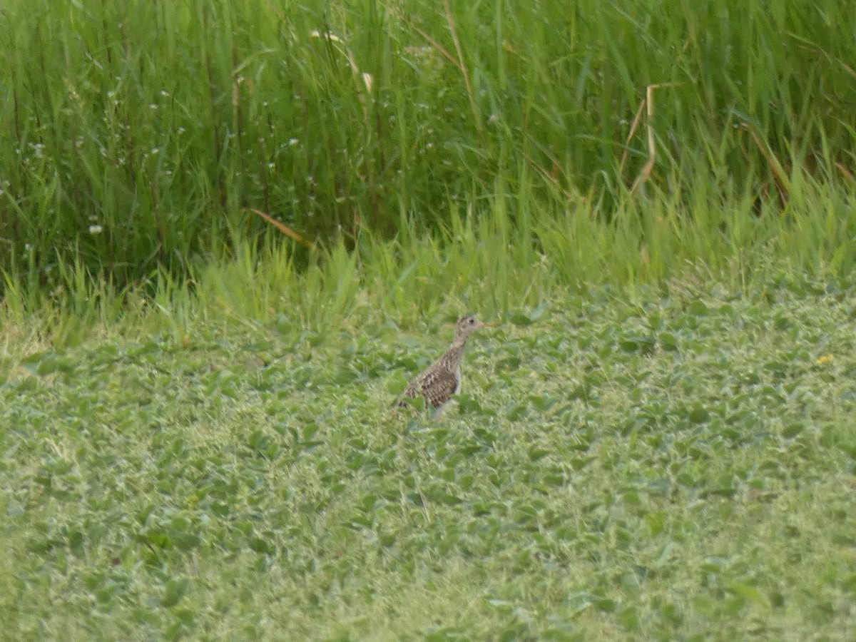 Upland Sandpiper - ML638811666