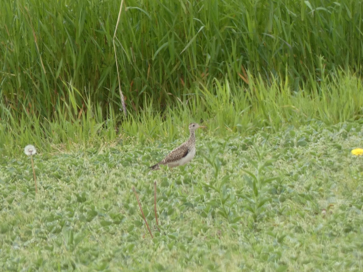 Upland Sandpiper - ML638811673
