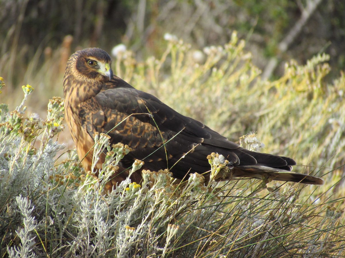 Cinereous Harrier - ML638811676