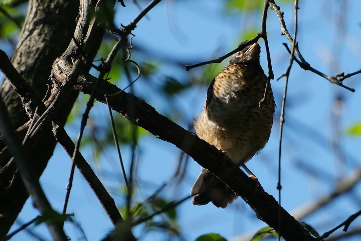 American Robin - ML638811688