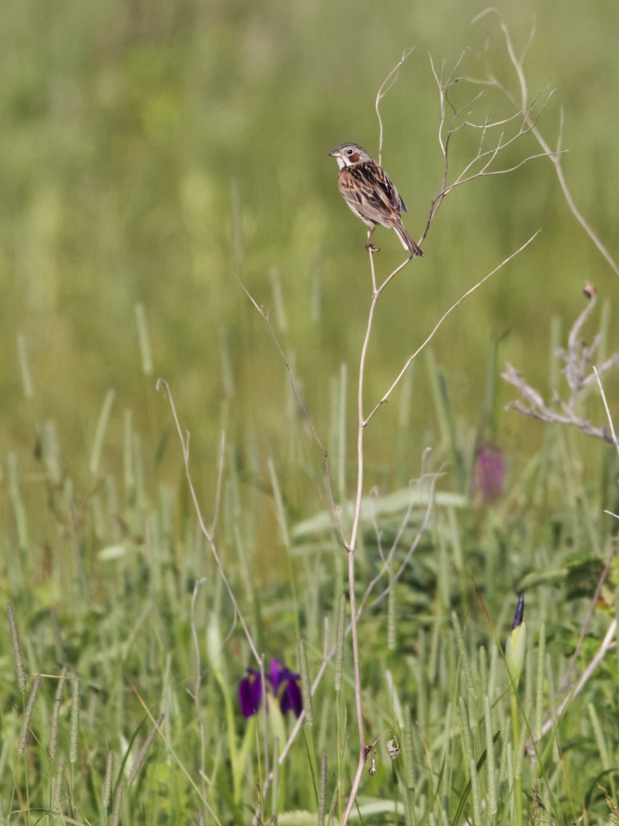 Chestnut-eared Bunting - ML638811691