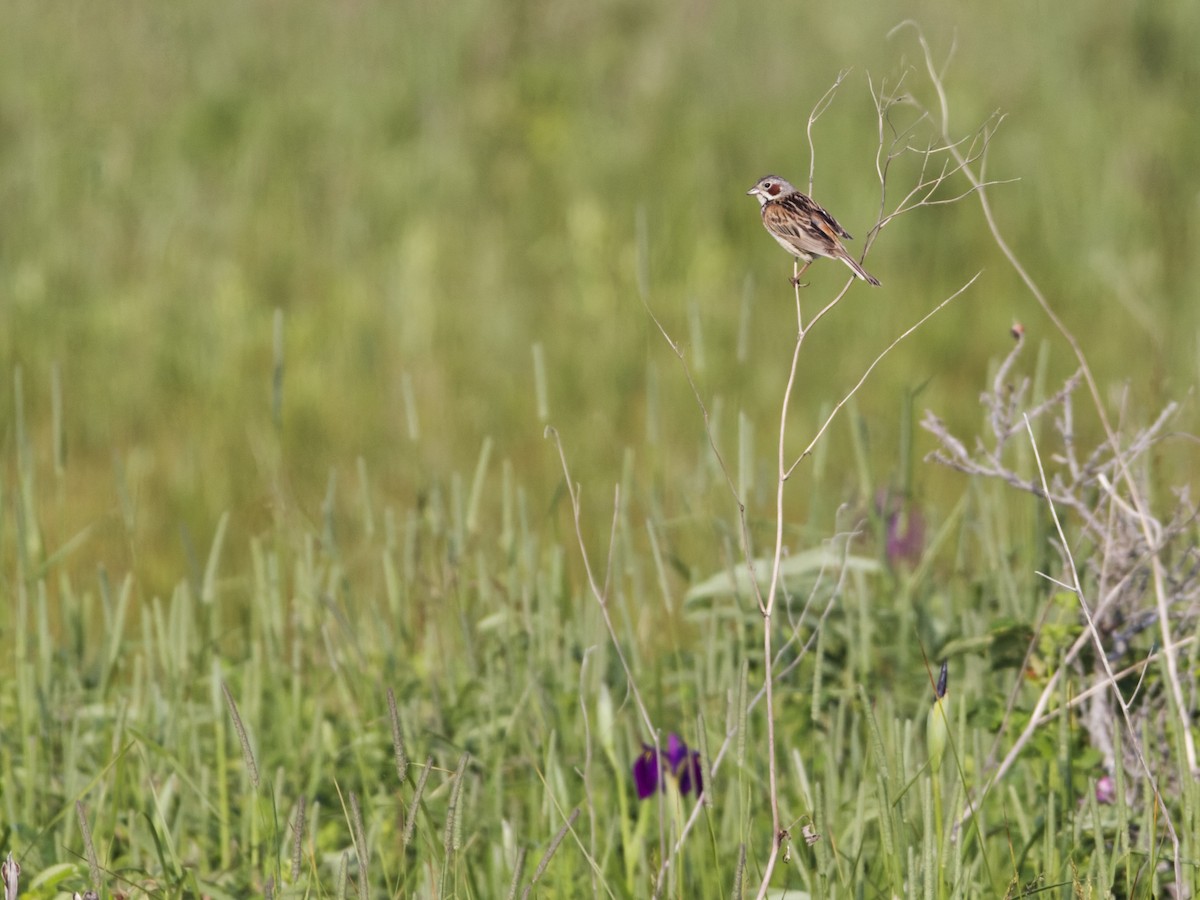 Chestnut-eared Bunting - ML638811692