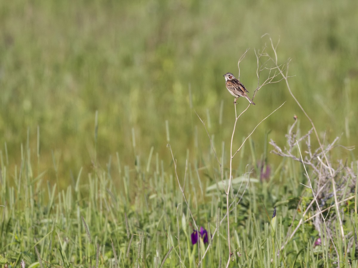 Chestnut-eared Bunting - ML638811694