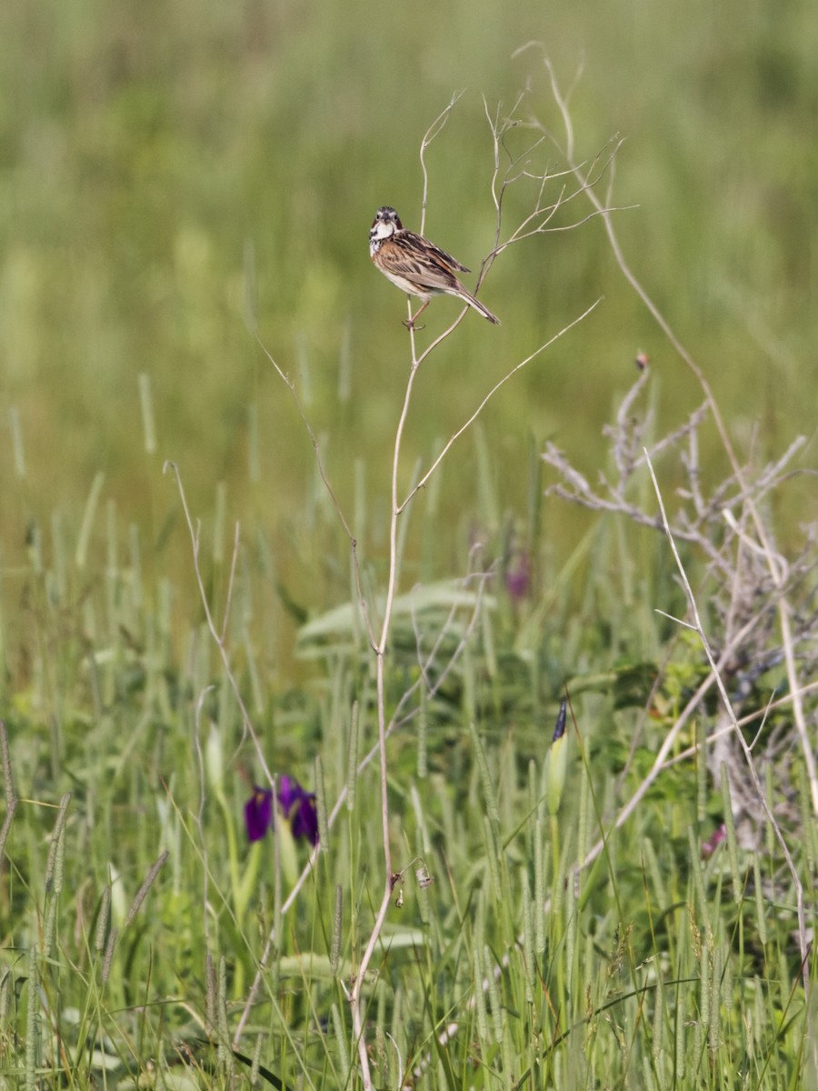 Chestnut-eared Bunting - ML638811695