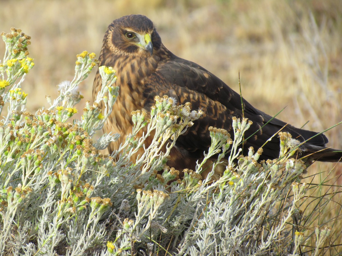 Cinereous Harrier - ML638811708