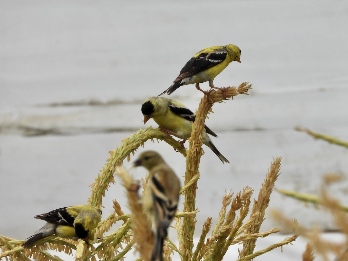 American Goldfinch - ML638811716