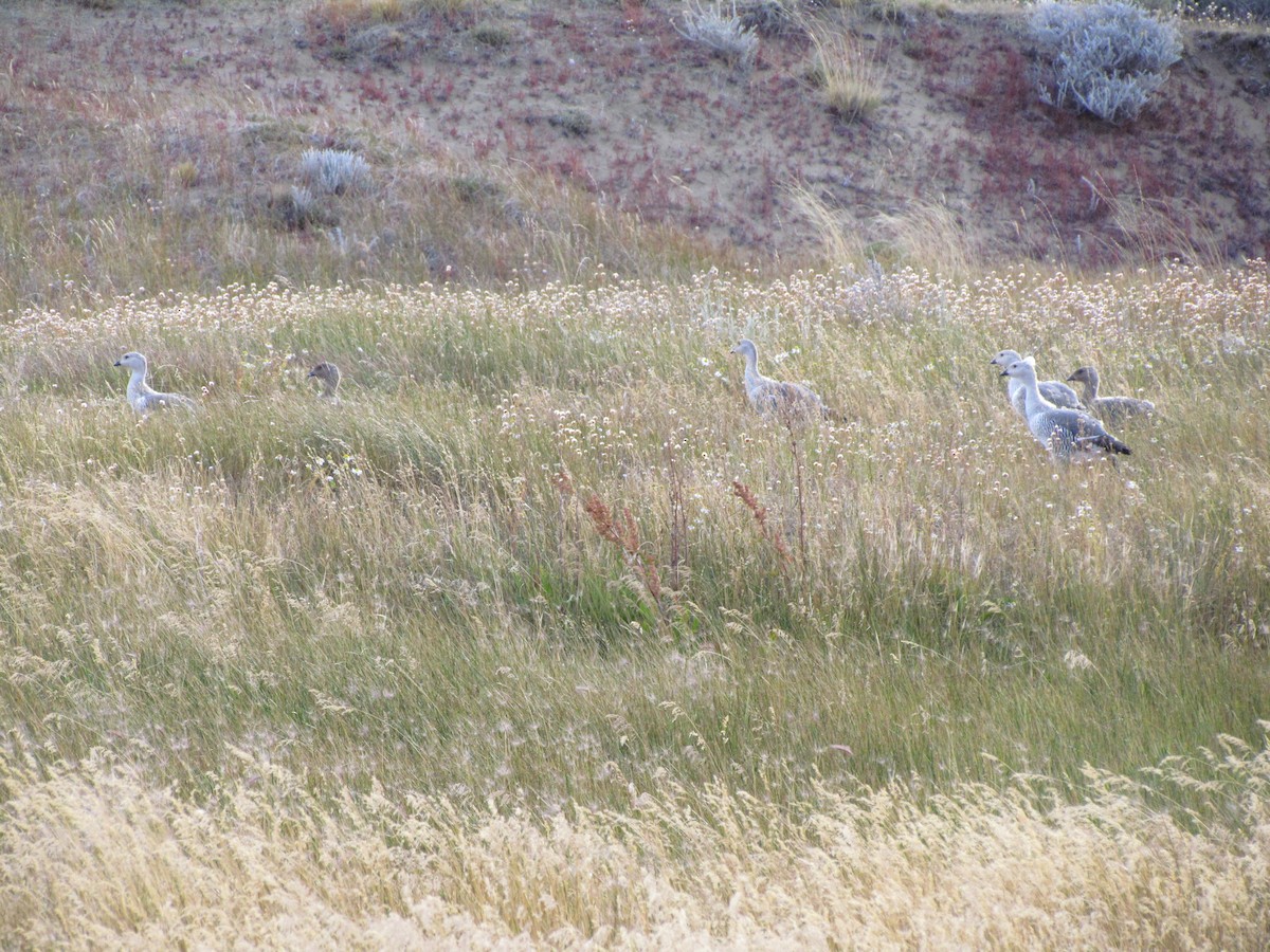 Upland Goose - ML638811749