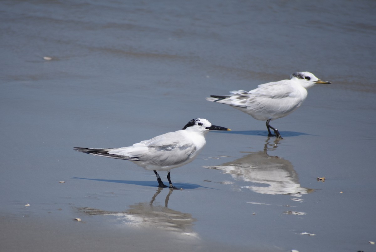 Sandwich Tern - ML638811802