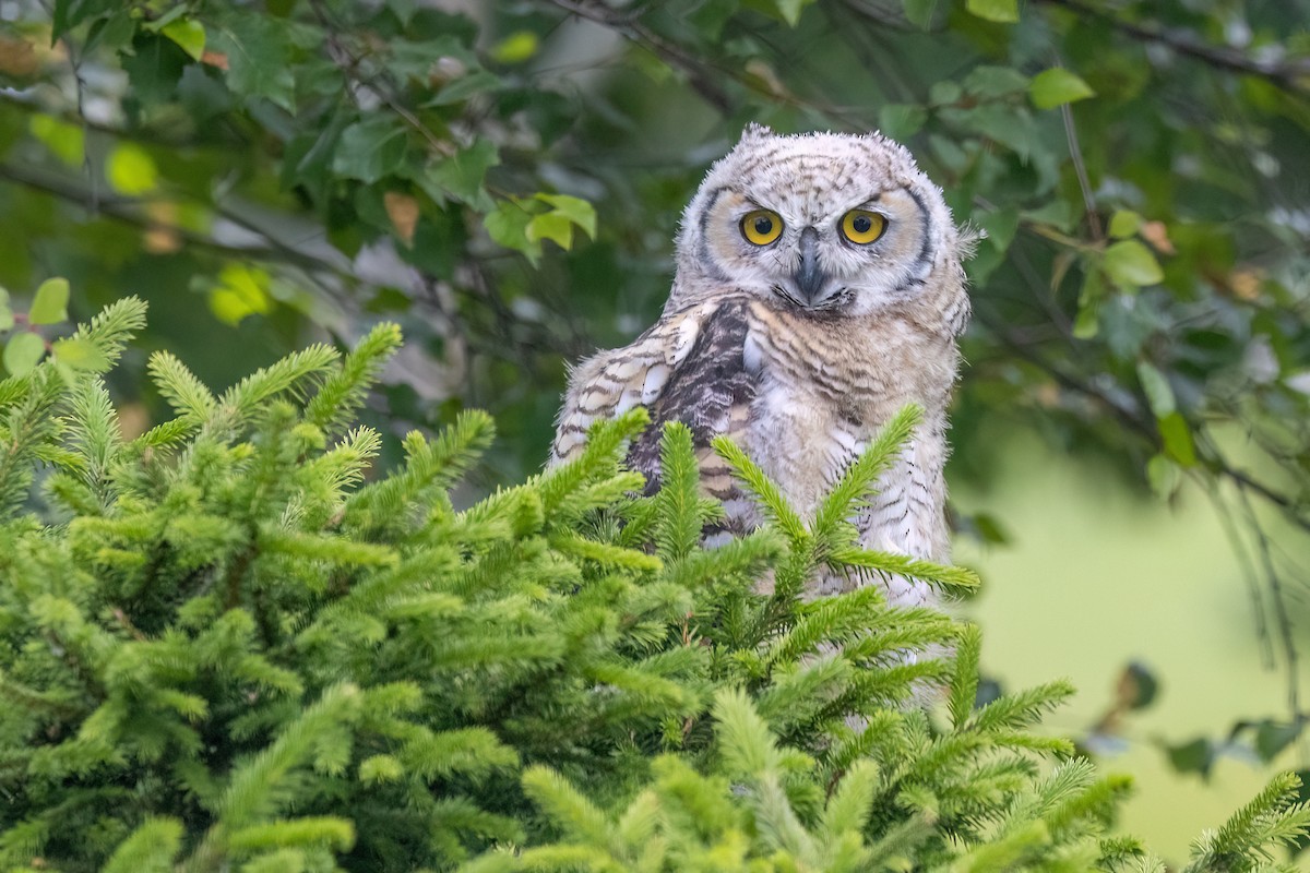 Great Horned Owl - ML638811810