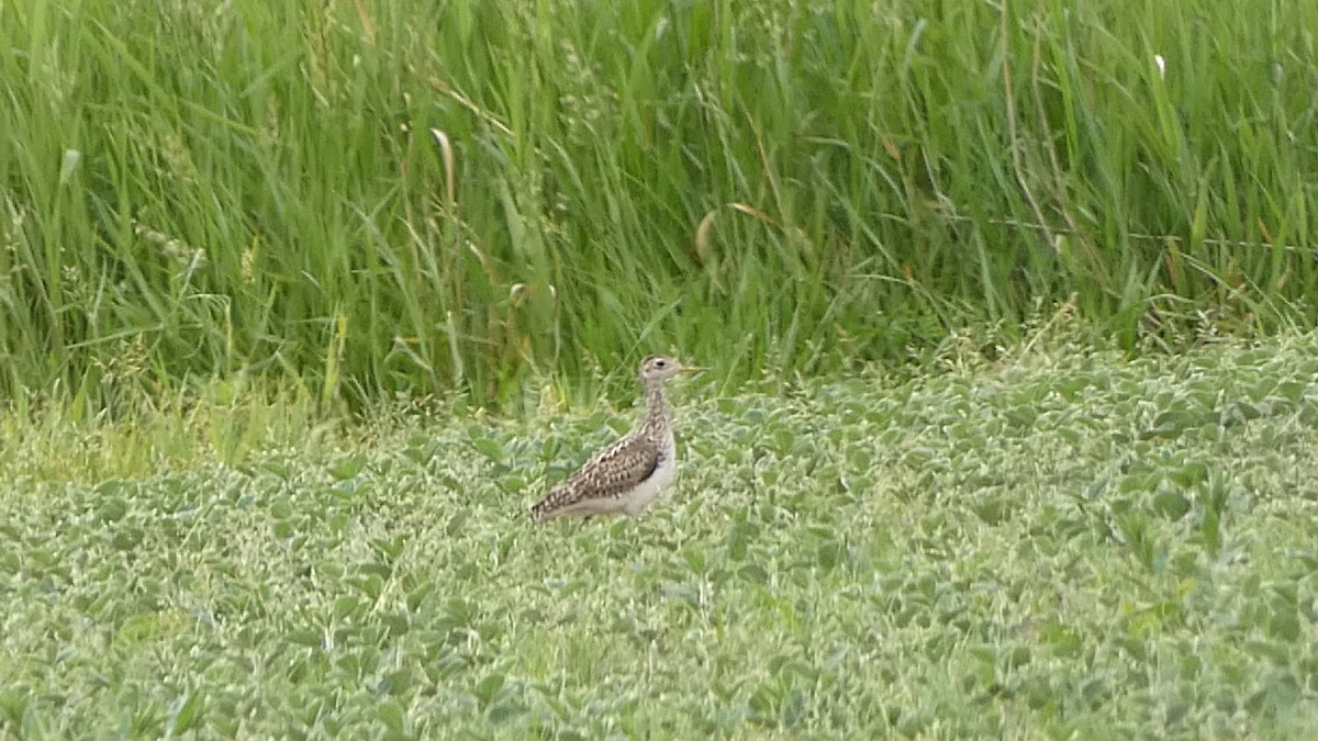 Upland Sandpiper - ML638811819