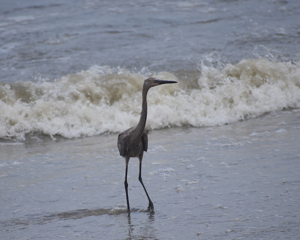 Reddish Egret - ML638811843