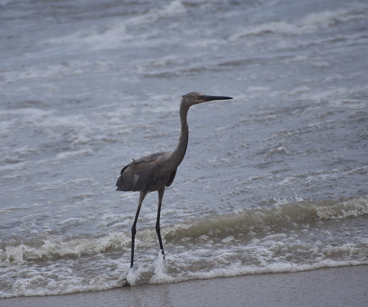 Reddish Egret - ML638811846