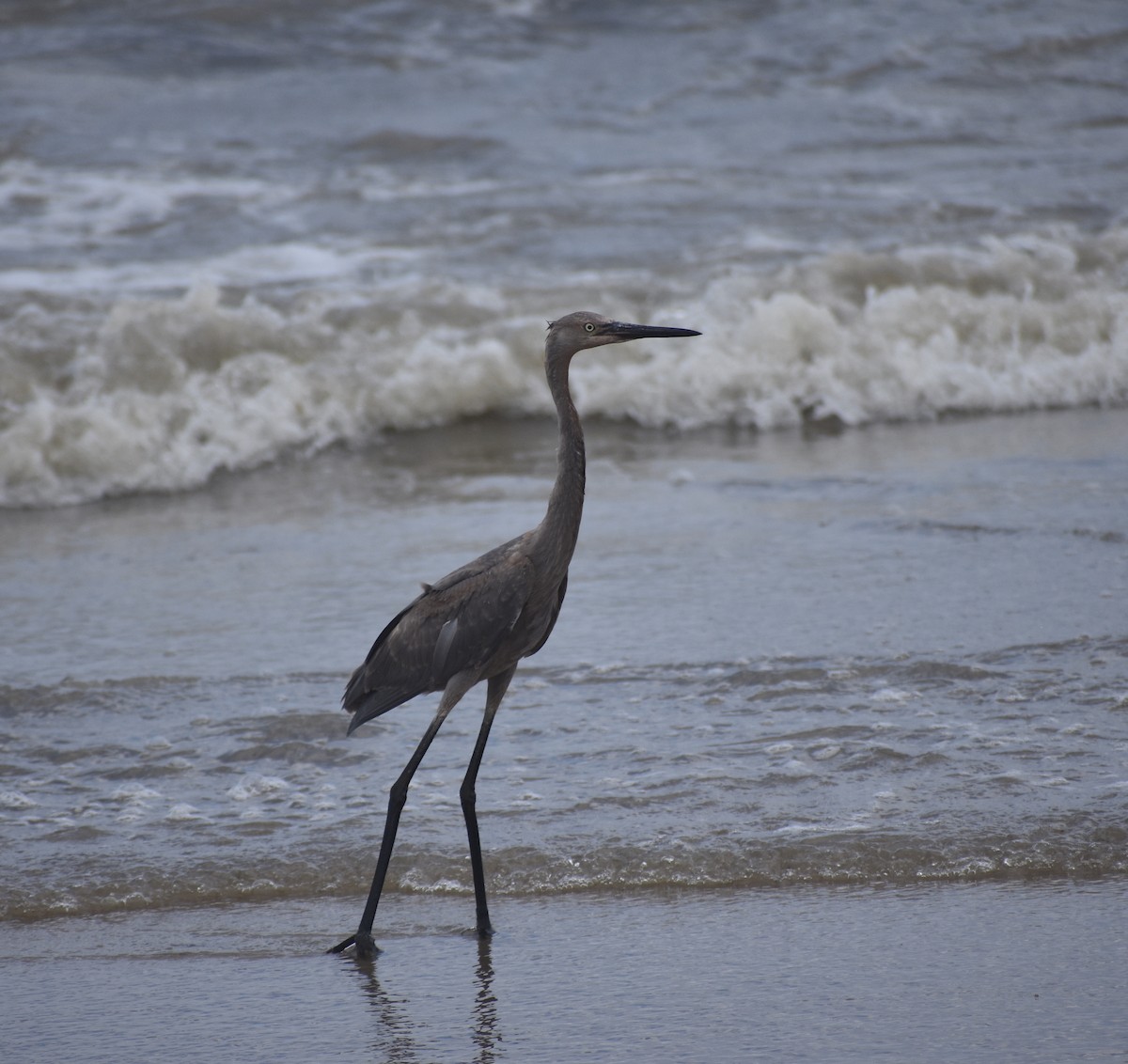 Reddish Egret - ML638811849