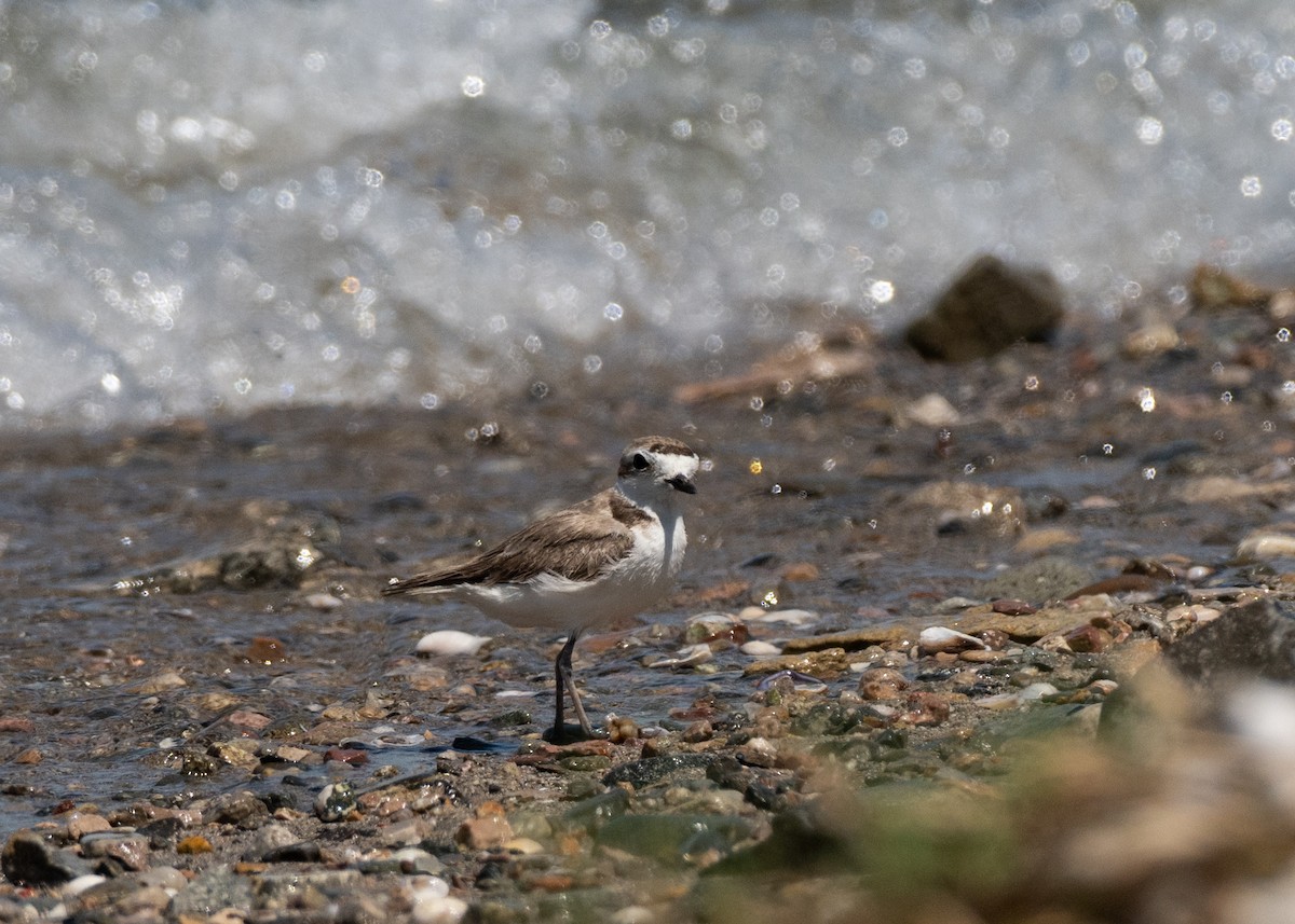 Snowy Plover - ML638811907