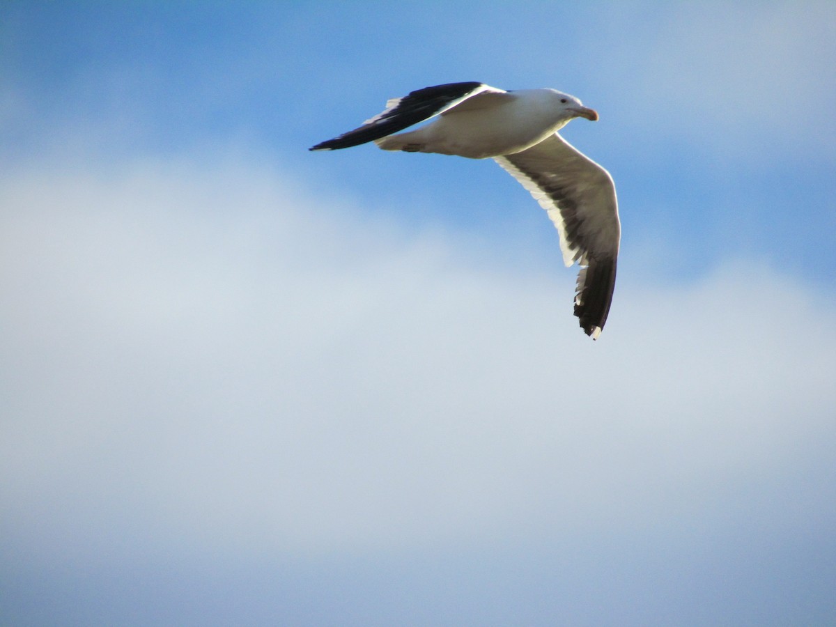Kelp Gull - ML638811954