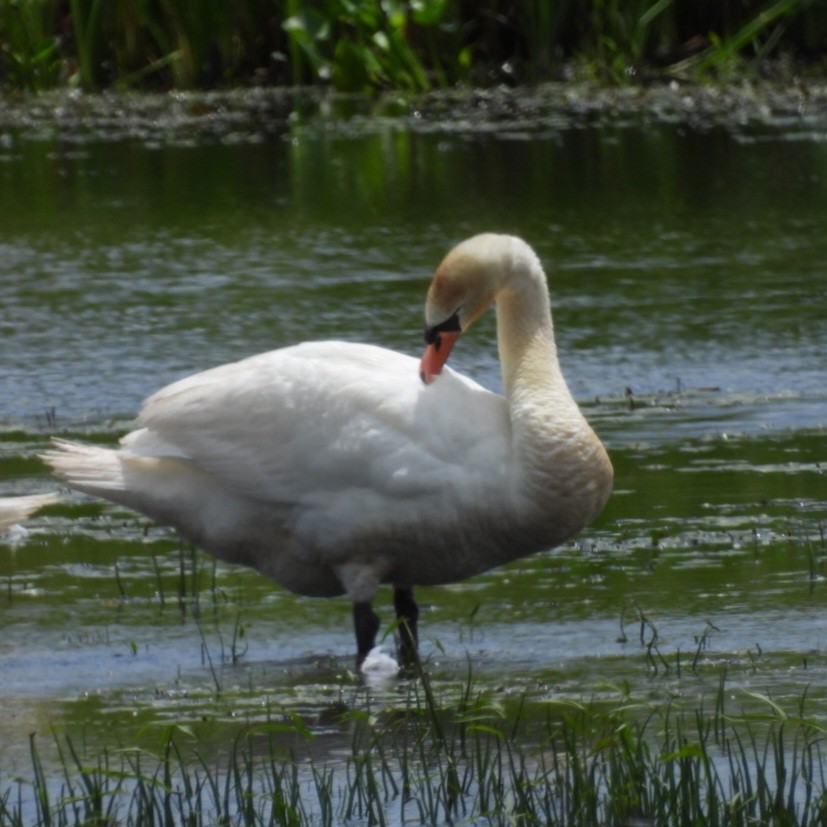 Mute Swan - ML638811955