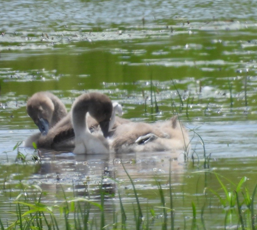 Mute Swan - ML638811960