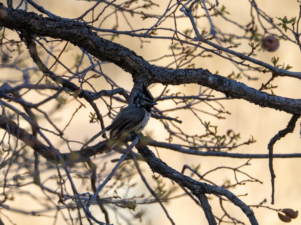 Bridled Titmouse - ML638812049