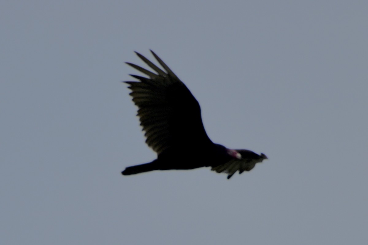 Hindi Akbabası - ML638812057