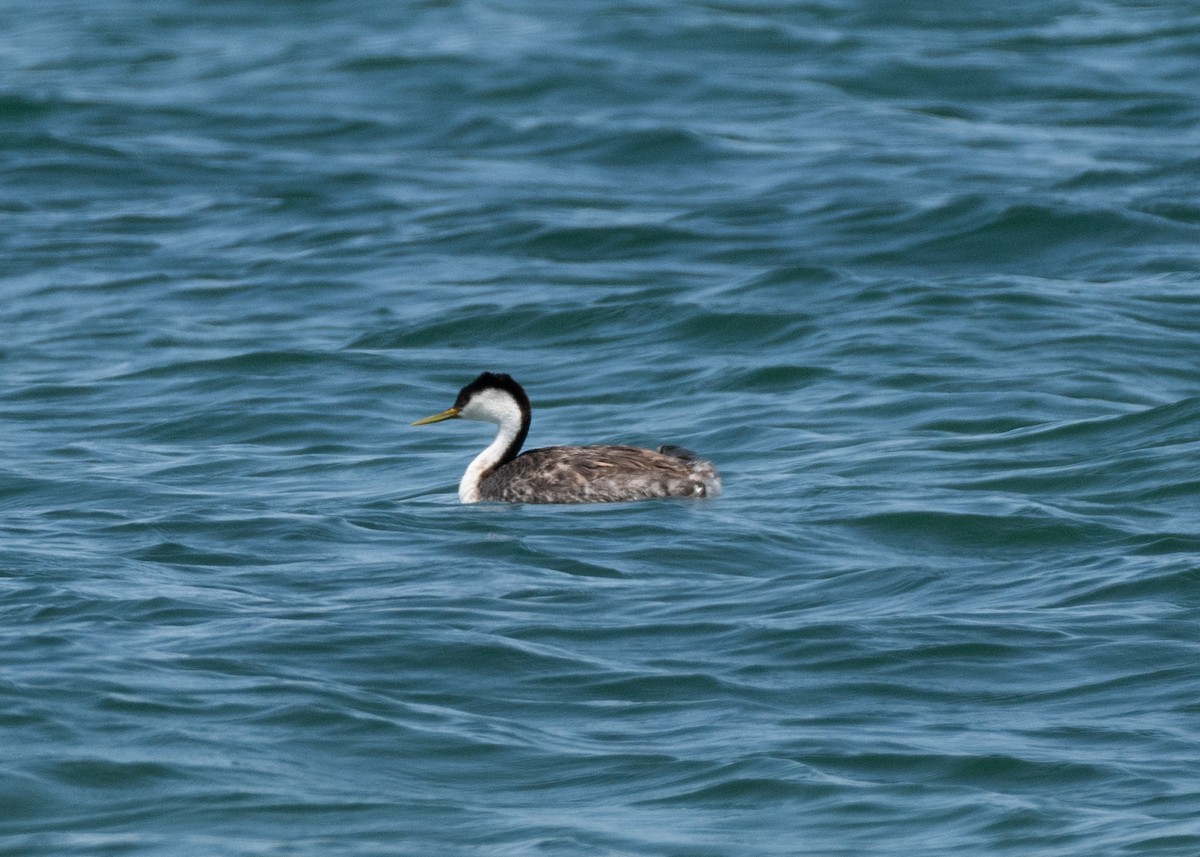 Western Grebe - ML638812085