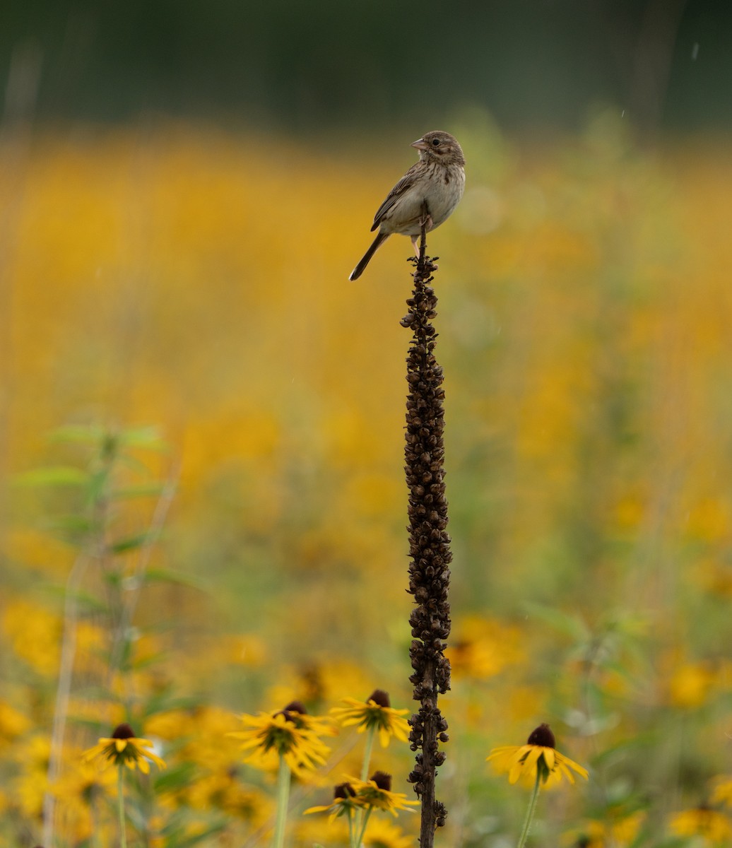 Vesper Sparrow - ML638812093