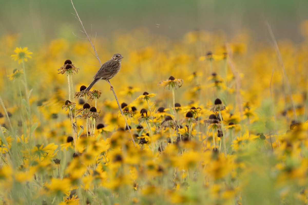 Vesper Sparrow - ML638812094