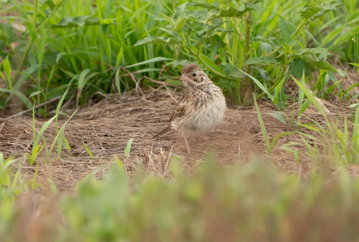 Vesper Sparrow - ML638812095