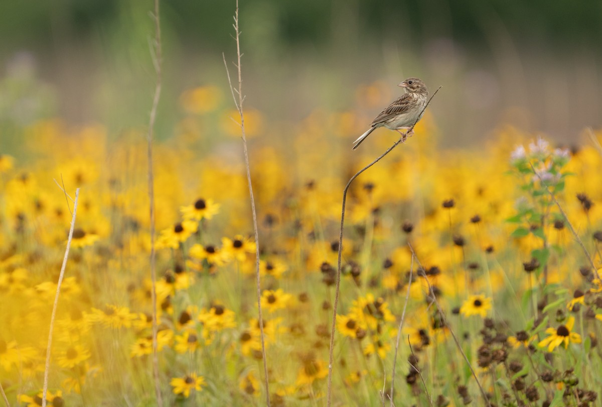 Vesper Sparrow - ML638812097