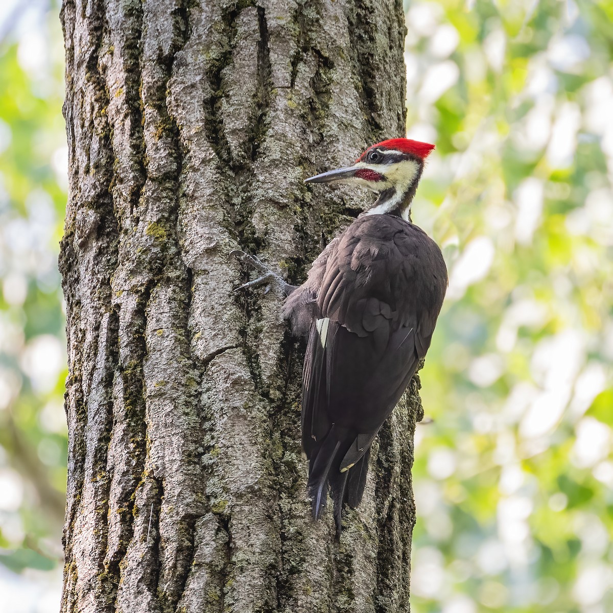 Pileated Woodpecker - ML638812099