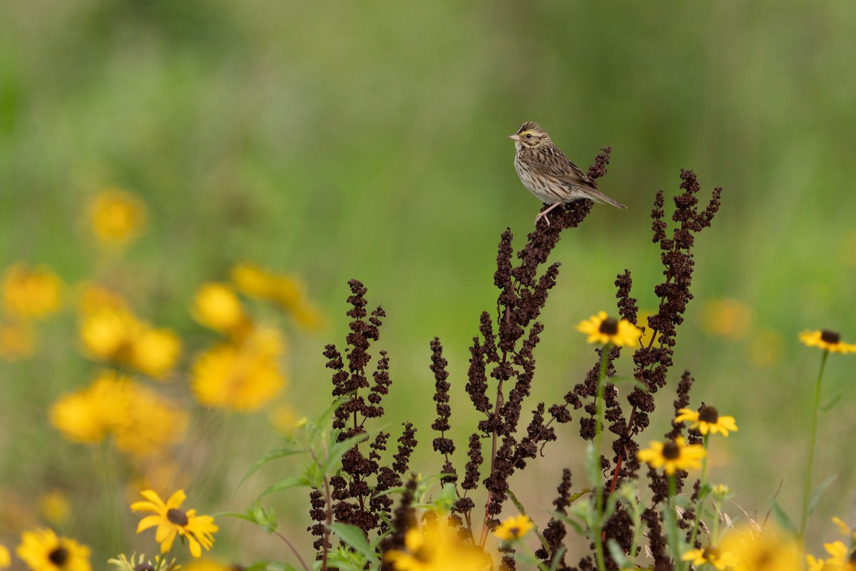 Savannah Sparrow - ML638812102