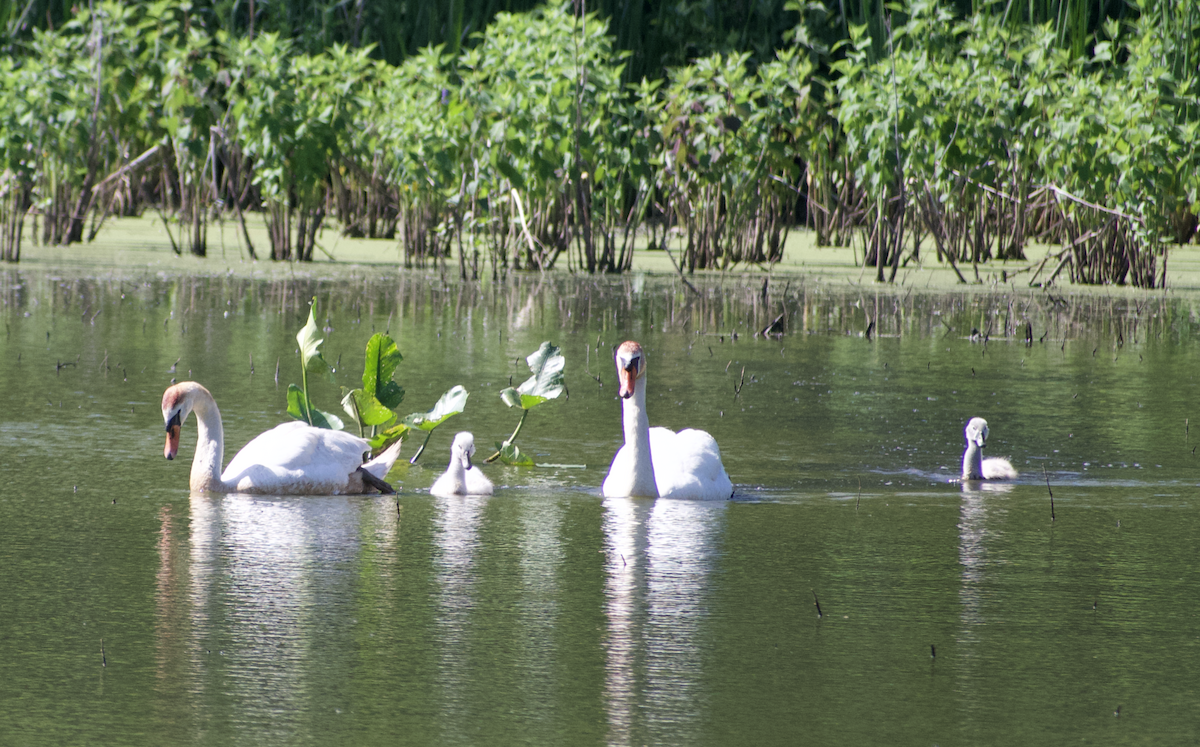 Mute Swan - ML638812137