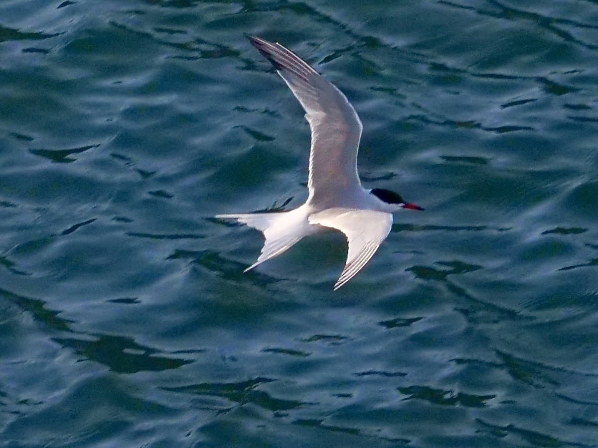 アジサシ - ML638812151