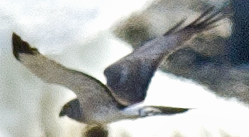 Northern Harrier - ML638812189