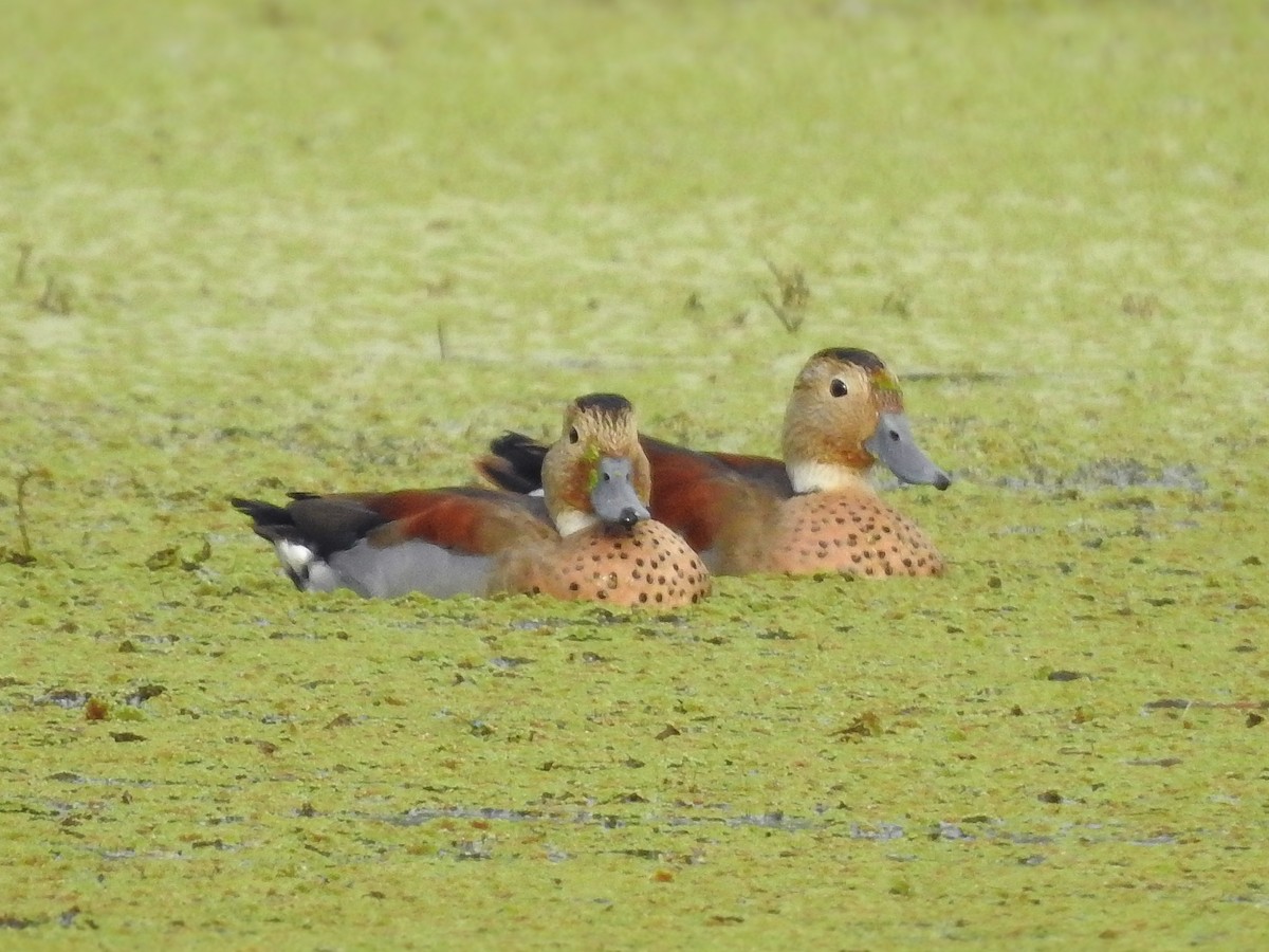 Ringed Teal - ML638812235