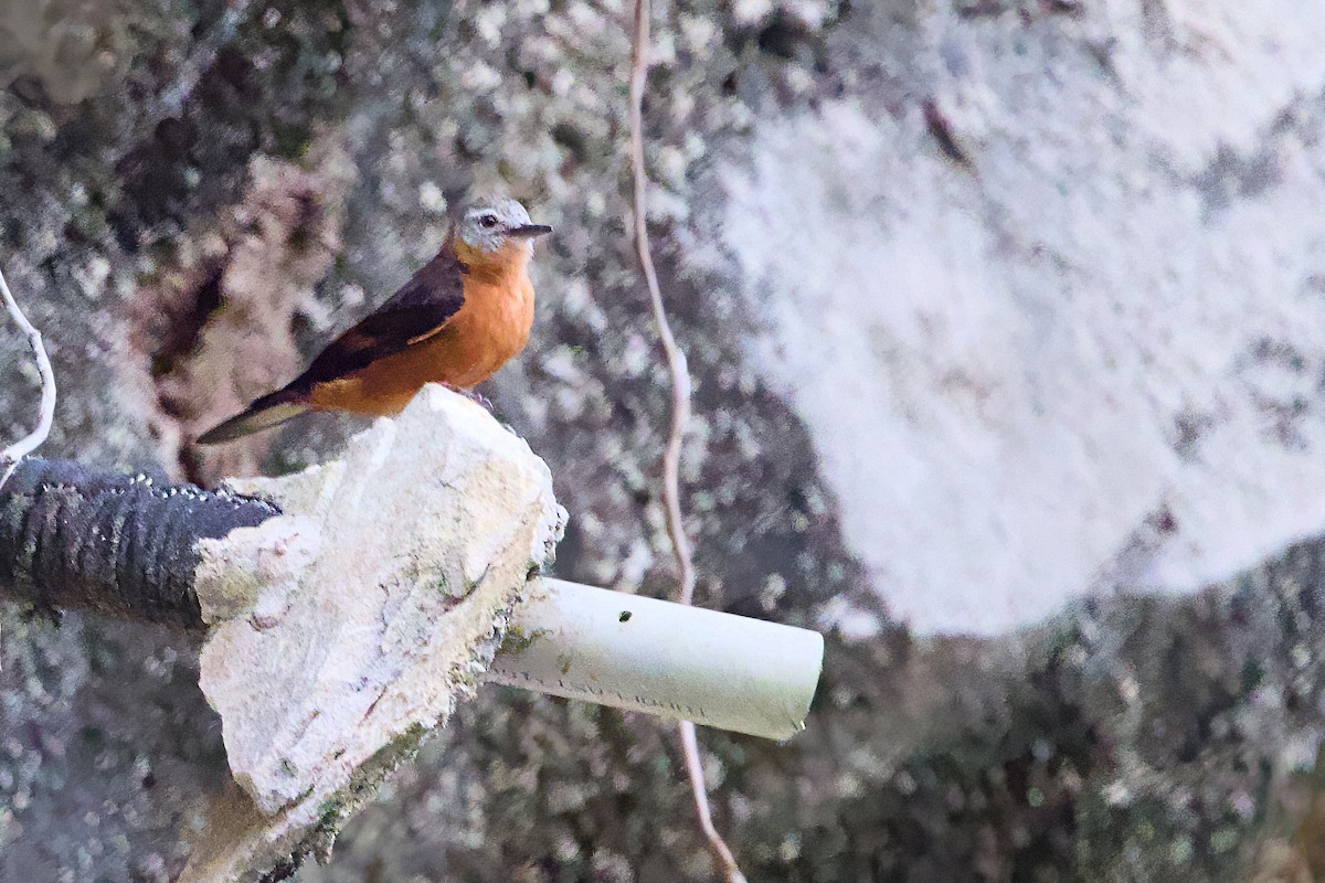 Moucherolle hirondelle - ML638812237