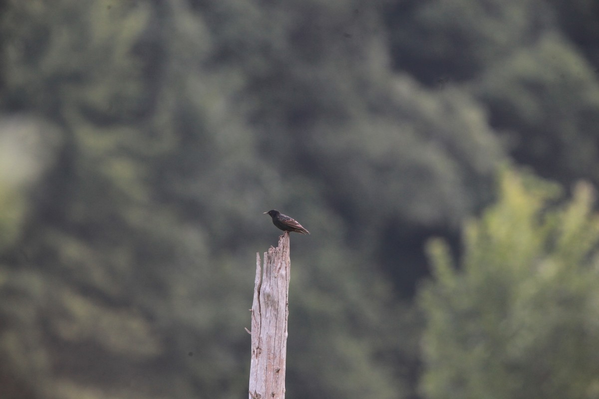 European Starling - ML638812250