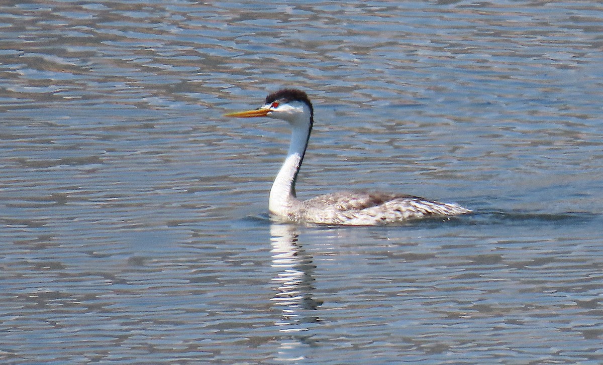 Clark's Grebe - ML638812253