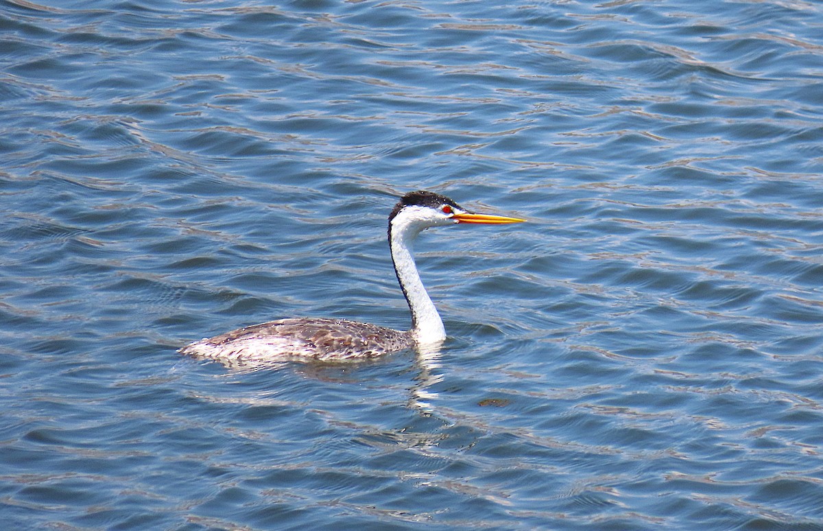 Clark's Grebe - ML638812265