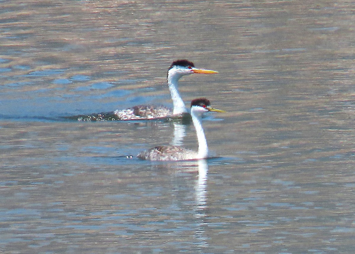Western Grebe - ML638812271