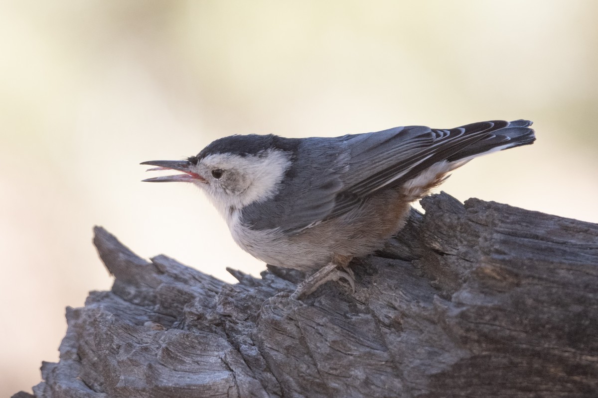 White-breasted Nuthatch - ML638812329