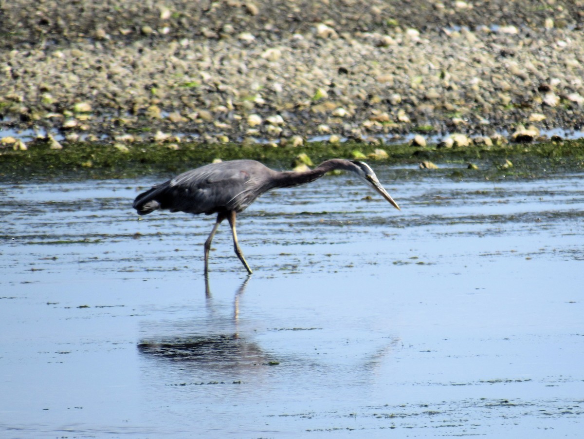Great Blue Heron - ML638812338