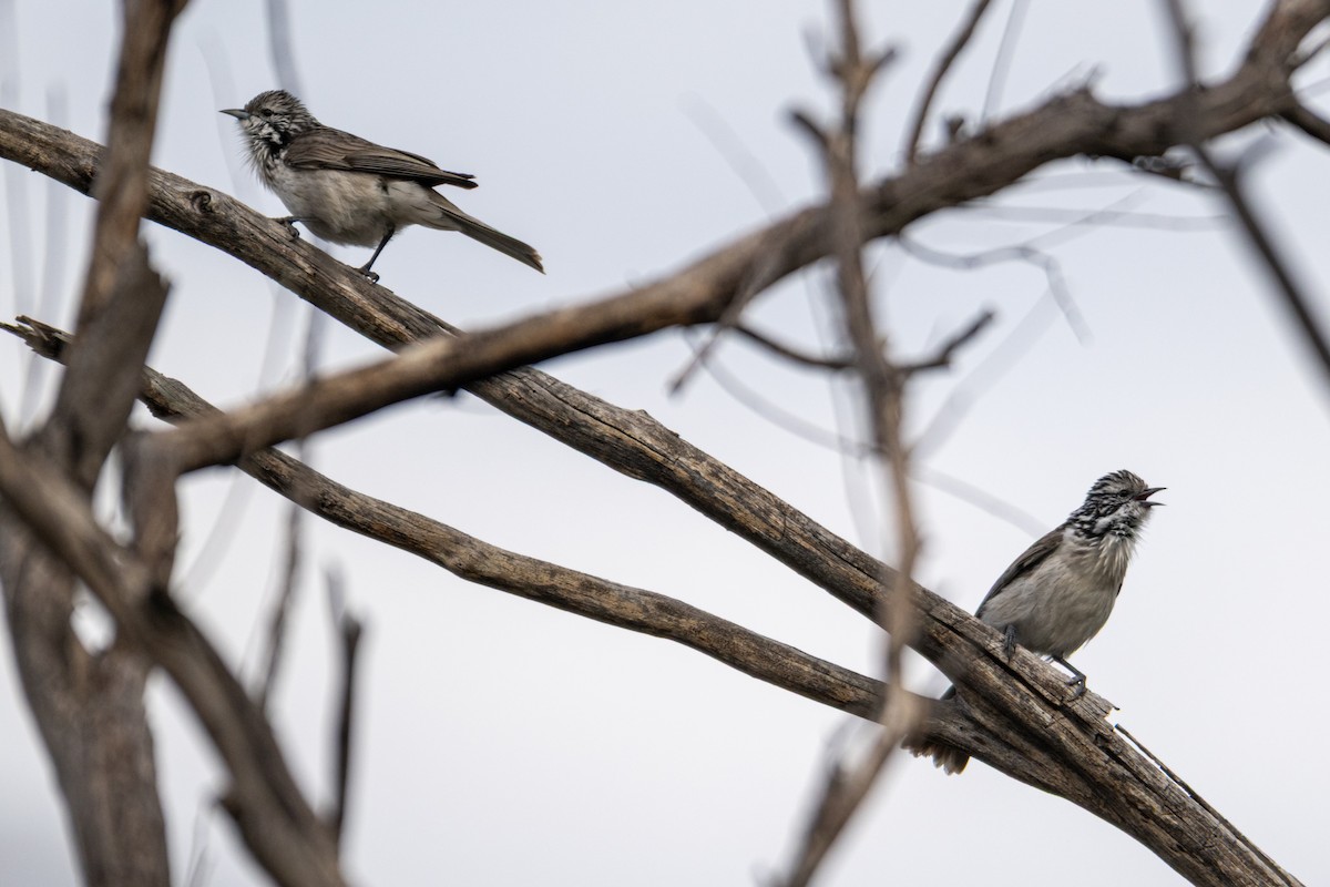 Striped Honeyeater - ML638812389